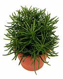 Крестовник (Сенецио) Гималая - Senecio Himalaya D12 H25