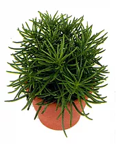 Крестовник (Сенецио) Гималая - Senecio Himalaya D12 H25