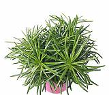 Крестовник (Сенецио) Гималая - Senecio Himalaya D12 H20