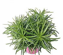 Крестовник (Сенецио) Гималая - Senecio Himalaya D12 H20