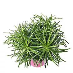 Крестовник (Сенецио) Гималая - Senecio Himalaya D12 H20