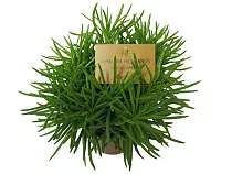 Крестовник Сенецио хаворта Калиманжаро - Senecio haworthii Kilimanjaro D10 H20