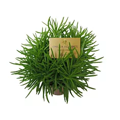 Крестовник Сенецио хаворта Калиманжаро - Senecio haworthii Kilimanjaro D10 H20
