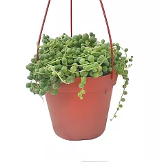 Крестовник Рощлеянус (крестовник Роули)- Senecio Rowleyanus Hanging D10 H20
