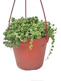 Крестовник Рощлеянус (крестовник Роули)- Senecio Rowleyanus Hanging D10 H20