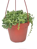 Крестовник Рощлеянус (крестовник Роули)- Senecio Rowleyanus Hanging D10 H20