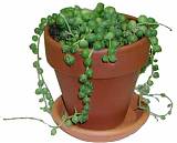 Крестовник Рощлеянус  (крестовник Роули) - Senecio Rowleyanus Hanging D12 H30