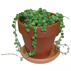 Крестовник Рощлеянус  (крестовник Роули) - Senecio Rowleyanus Hanging D12 H30