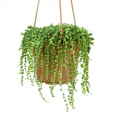 Крестовник (Сенецио) Рощлеянус - Senecio Rowleyanus Hanging D14 H40