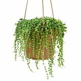 Крестовник (Сенецио) Рощлеянус - Senecio Rowleyanus Hanging D14 H40