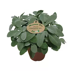 Крестовник (Сенецио) Маунтин Файер - Senecio Mountain Fire D14 H25