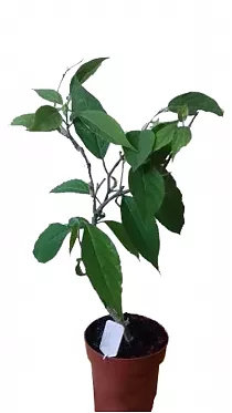 Иланг-Иланг или Кананга - Cananga odorata D14 H40