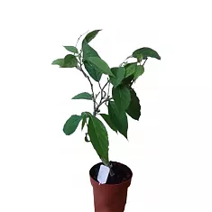 Иланг-Иланг или Кананга - Cananga odorata D14 H40