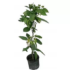 Иланг-Иланг или Кананга - Cananga odorata D18 H100