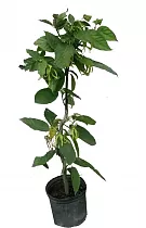 Иланг-Иланг или Кананга - Cananga odorata D18 H100