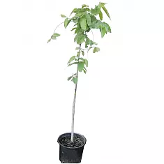 Иланг-Иланг или Кананга - Cananga odorata D20 H150