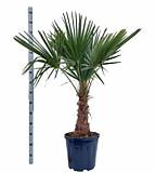 Трахикарпус Фортунели - Trachycarpus Fortunei D35 H140