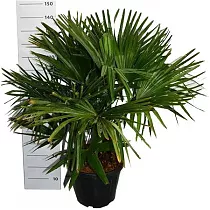 Трахикарпус Фортунели - Trachycarpus Fortunei D40 H170