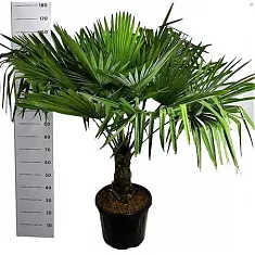 Трахикарпус Фортунели - Trachycarpus Fortunei D40 H170