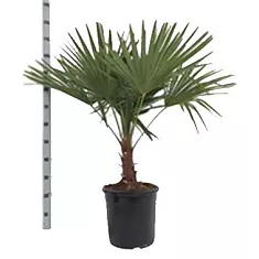 Трахикарпус Фортунели - Trachycarpus Fortunei D32 H115