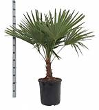 Трахикарпус Фортунели - Trachycarpus Fortunei D32 H115