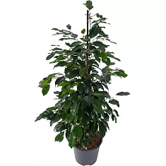 Фикус Бенджамина Даниэль - Ficus benjamina Danielle D15 H60