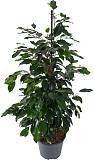 Фикус Бенджамина Даниэль - Ficus benjamina Danielle D15 H60