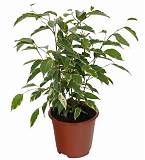 Голден Кинг  D12 H40