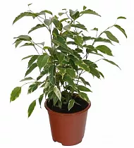 Голден Кинг  D12 H40