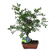 Фисташка D 15 H35