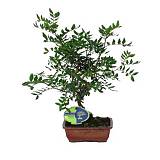 Фисташка D 15 H35