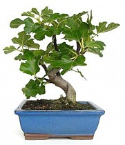 Бонсай Инжир - Bonsai Ficus Carica D21 H45
