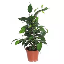 Фикус Даниэль D12 H40