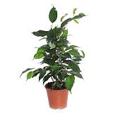 Фикус Даниэль D12 H40