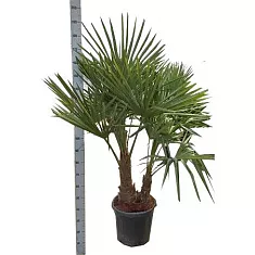 Трахикарпус Фортунели - Trachycarpus Fortunei D40 H180