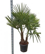 Трахикарпус Фортунели - Trachycarpus Fortunei D40 H180