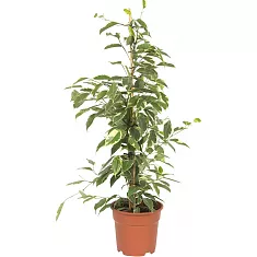 Бенджамина Голден Кинг - Ficus benjamina D15 h60