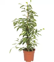 Бенджамина Голден Кинг - Ficus benjamina D15 h60