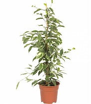 Бенджамина Голден Кинг - Ficus benjamina D15 h60