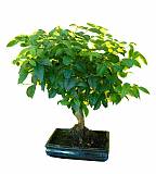 Бонсай Бирючина D15 H20