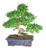 Бонсай Бирючина D20 H40
