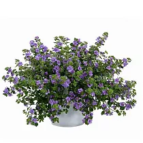 Бакопа - Bacopa D10 H15