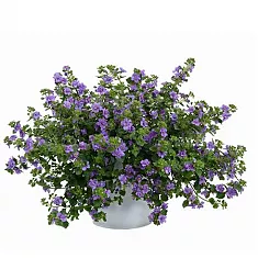 Бакопа - Bacopa D10 H15