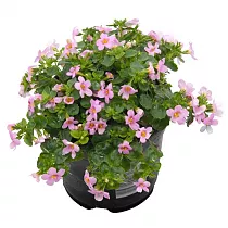 Бакопа - Bacopa D10 H15