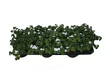Бакопа - Bacopa D10 H15