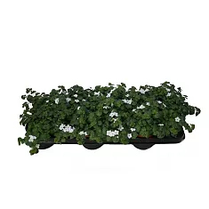 Бакопа - Bacopa D10 H15