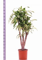 Драцена Фрагранс Линдени - Dracaena fragrans D35 H170