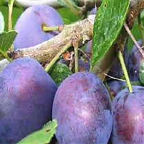 Слива домашняя Евразия-21 - Prunus domestica Eurasia-21 3-5 ltr, 100-180см 