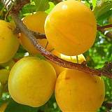 Слива домашняя Медовая - Prunus domestica Medovaya 3-5 ltr, 100-180см
