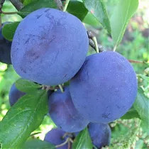 Слива домашняя Рекорд - Prunus domestica Record 3-5 ltr, 100-180см